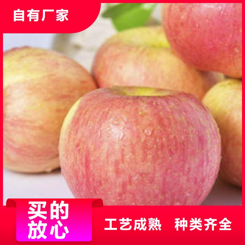 红富士苹果,红富士苹果批发从厂家买售后有保障