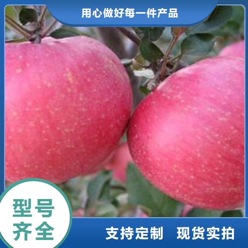 红富士苹果生产厂家