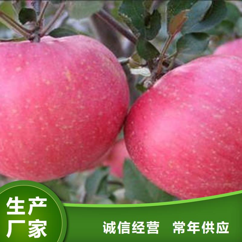 【红富士苹果】红富士苹果批发优质货源