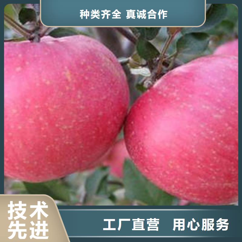 红富士苹果,苹果种植基地厂家直营