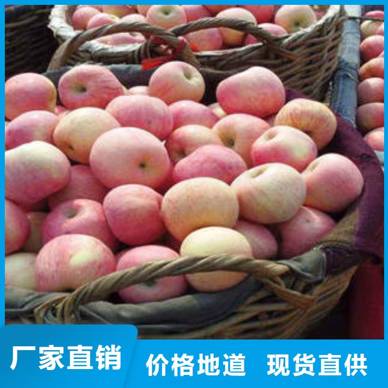 红富士苹果嘎啦苹果现货交易