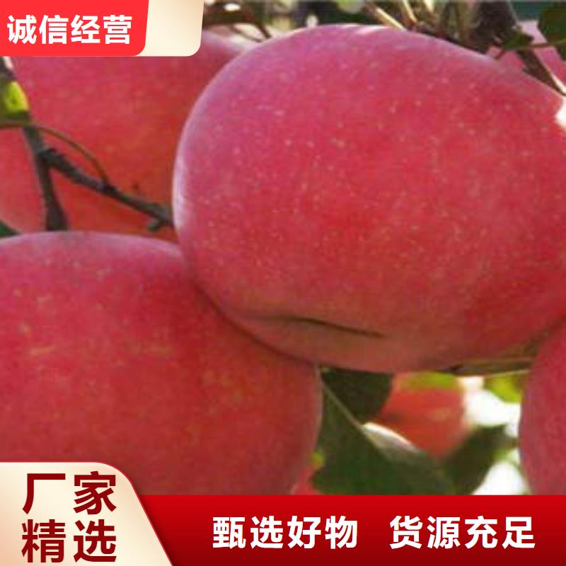 【红富士苹果品质可靠】