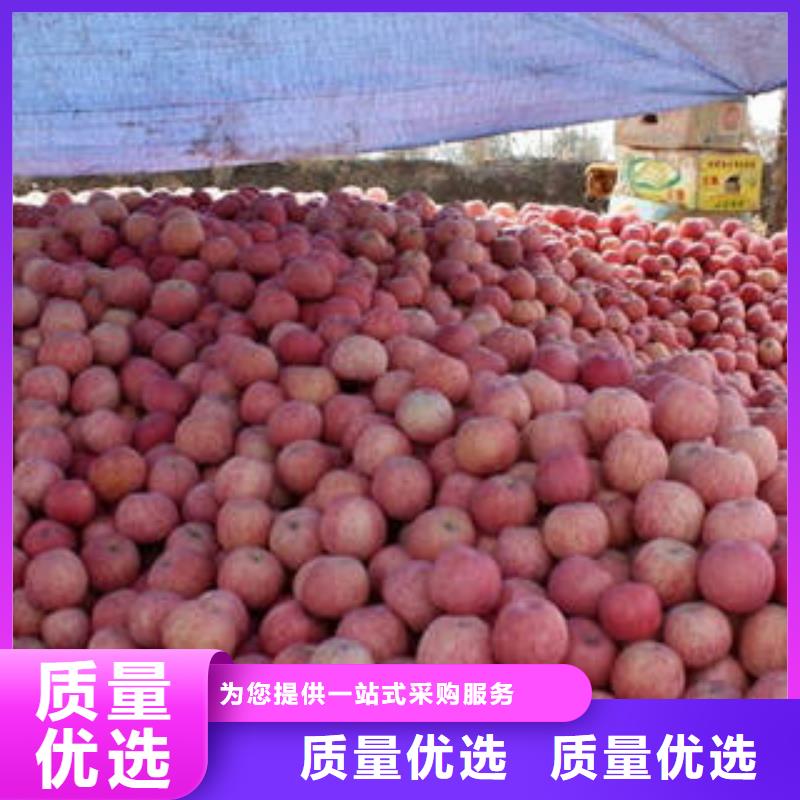 红富士苹果嘎啦苹果专注品质