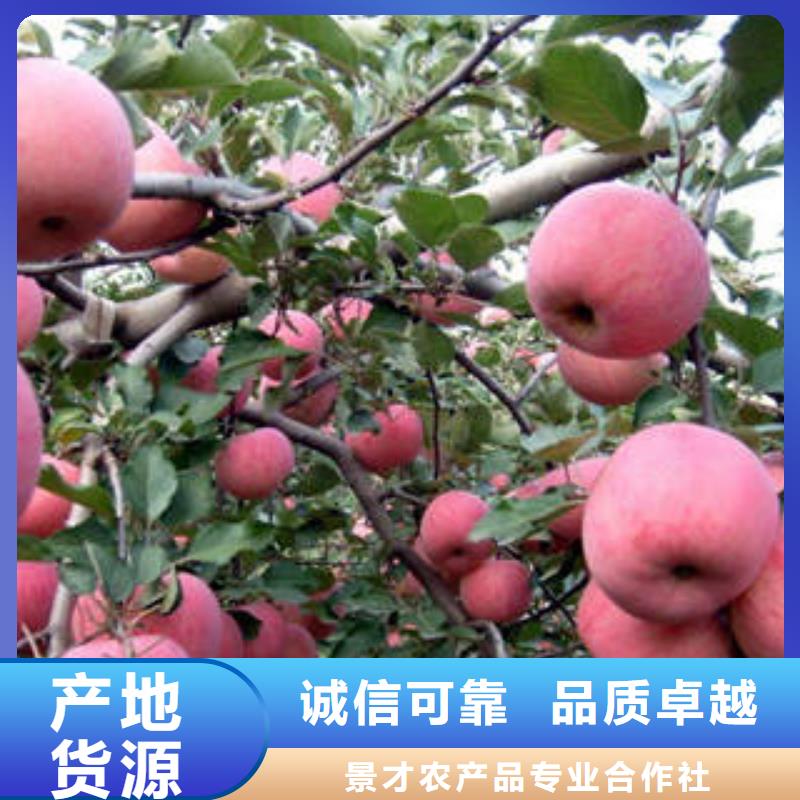 红富士苹果有口皆碑