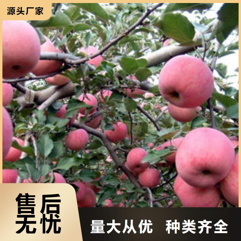 红富士苹果_嘎啦苹果价格低