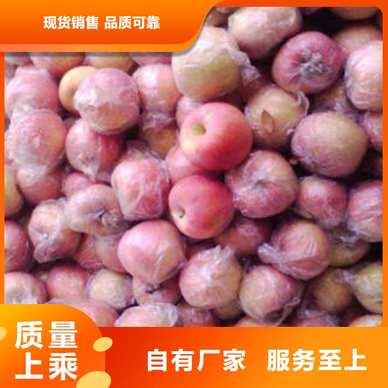 红富士苹果低价货源