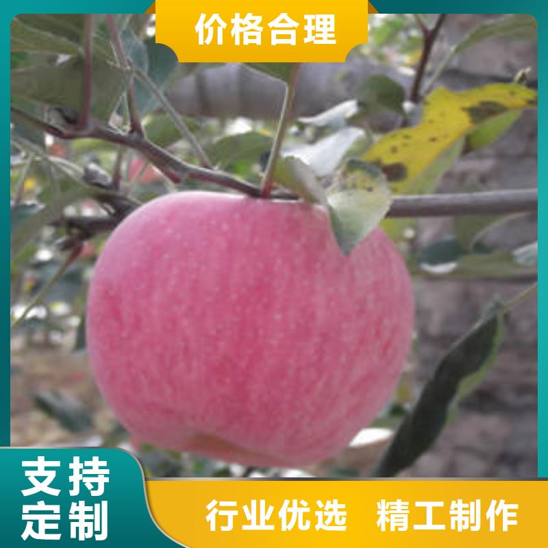 红富士苹果苹果种植基地产地工厂