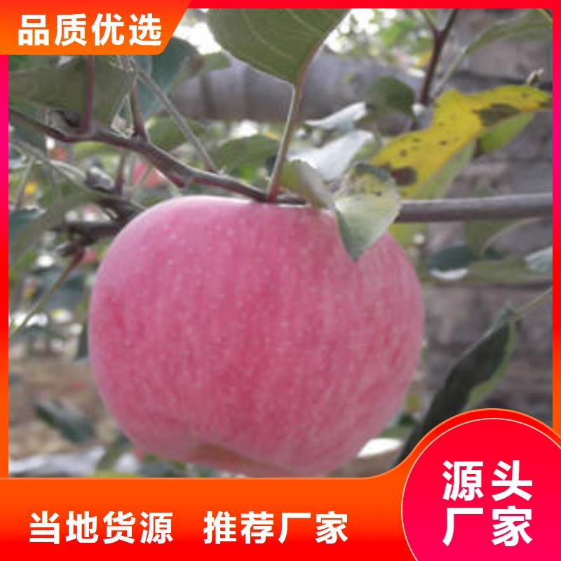 红富士苹果【苹果种植基地】供应商