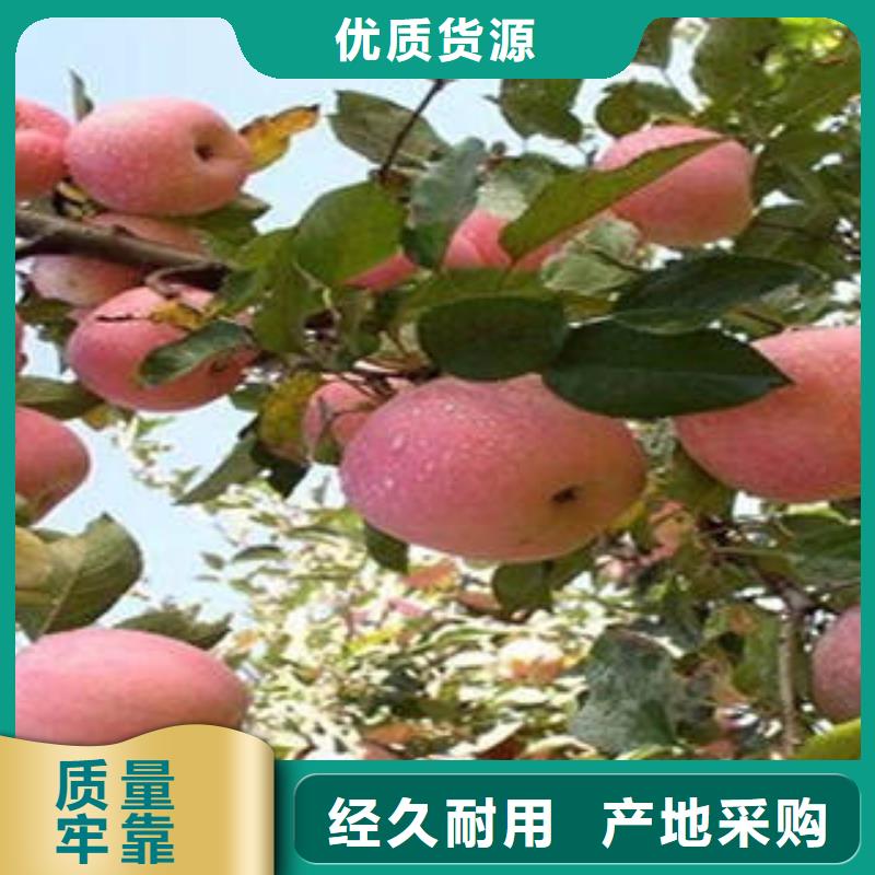 红富士苹果苹果种植基地工厂直营