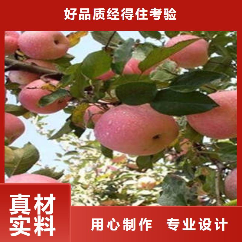 红富士苹果,苹果种植基地质量好