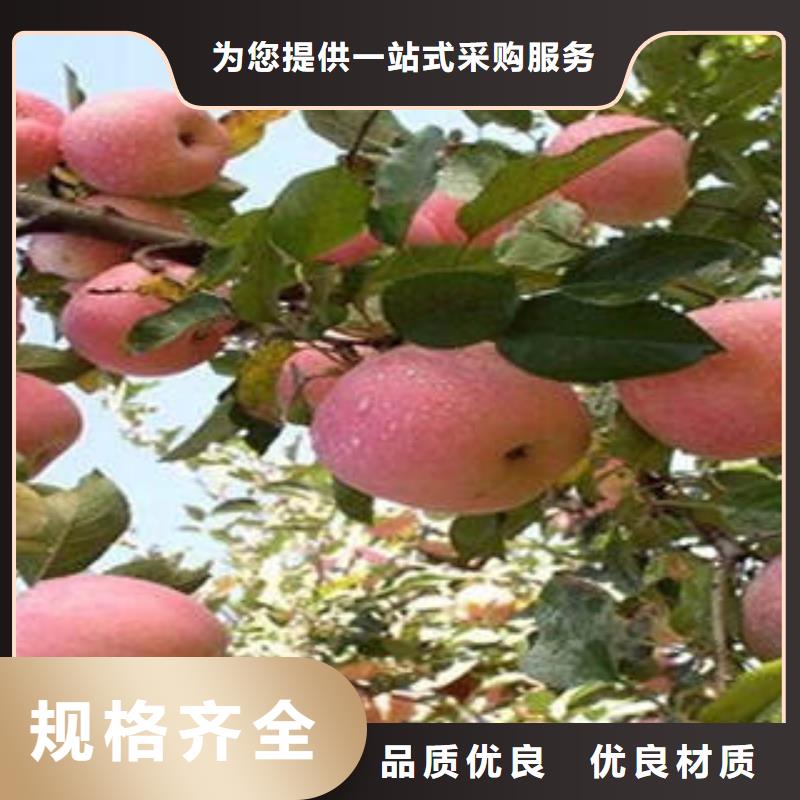 【红富士苹果苹果种植基地大厂生产品质】