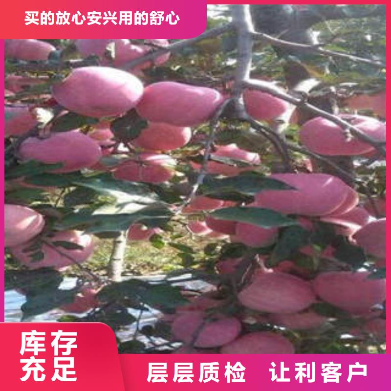 红富士苹果苹果种植基地实体诚信经营