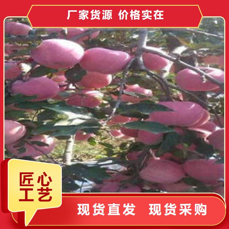 【红富士苹果苹果种植基地大厂生产品质】
