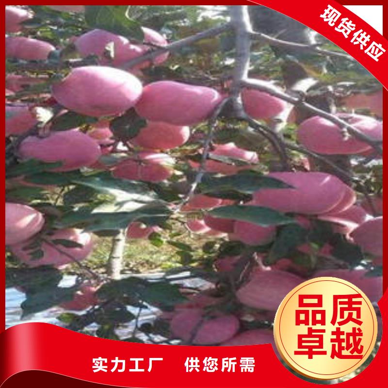 红富士苹果嘎啦苹果专注品质