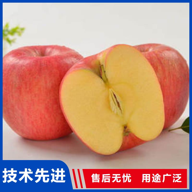 红富士苹果低价货源