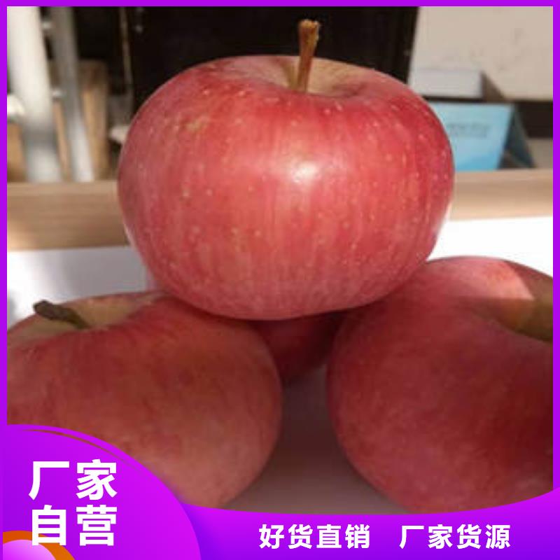 红富士苹果,苹果种植基地厂家直营