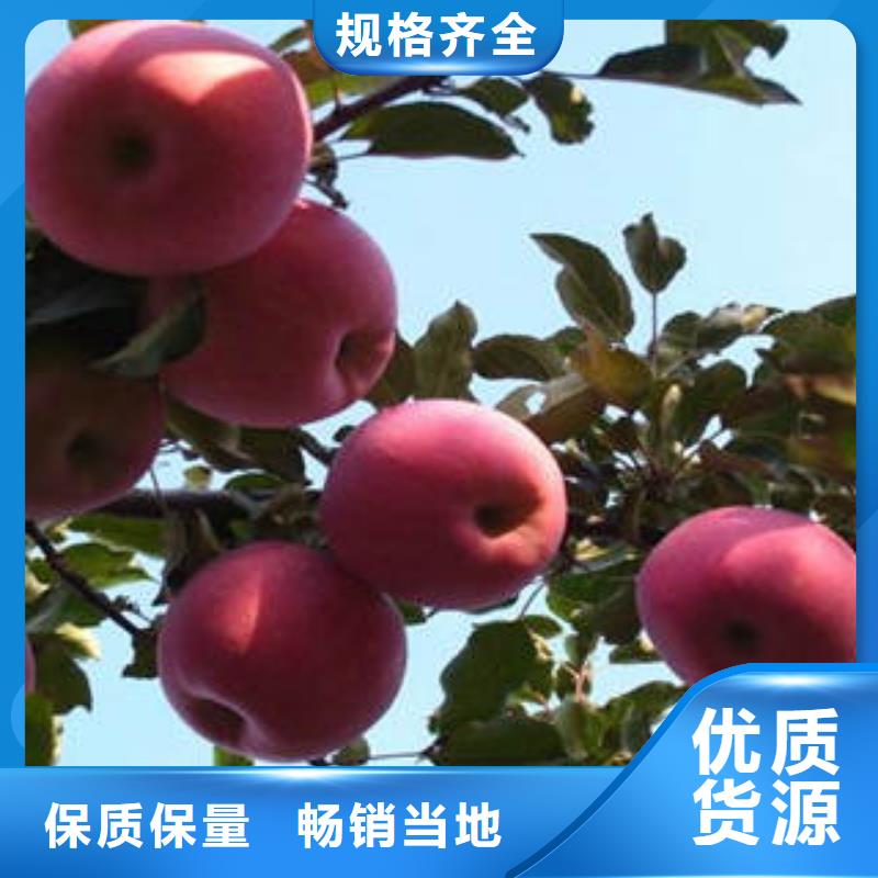 红富士苹果苹果种植基地多年实力厂家