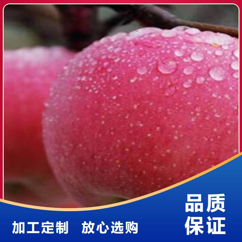 红富士苹果苹果种植基地工厂直营