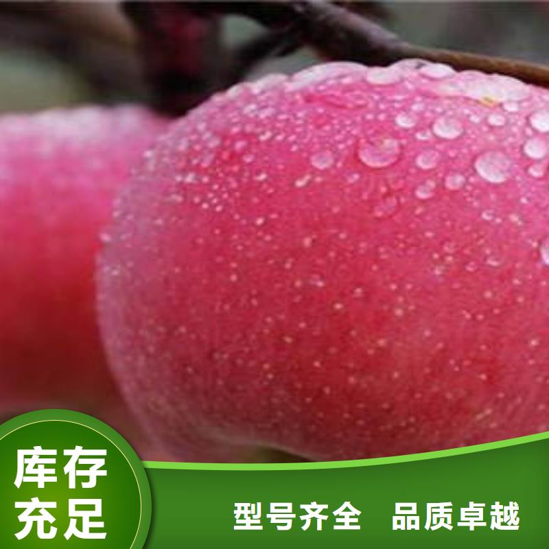 红富士苹果嘎啦苹果品质保证