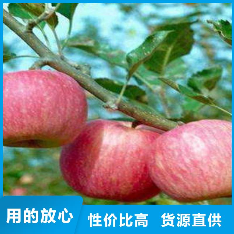 红富士苹果苹果种植基地产地工厂