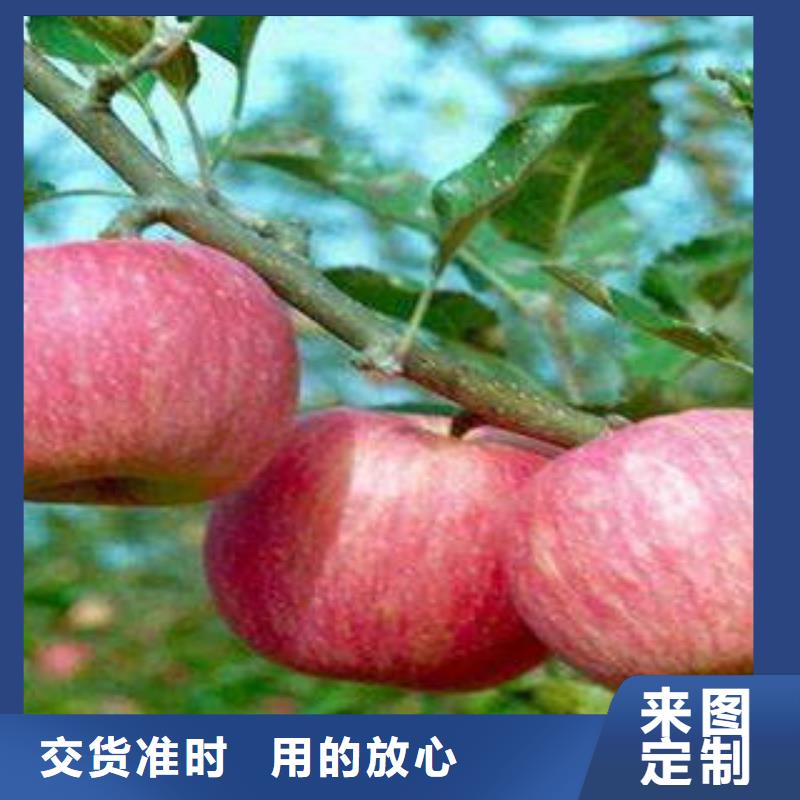 红富士苹果苹果种植基地工厂直营