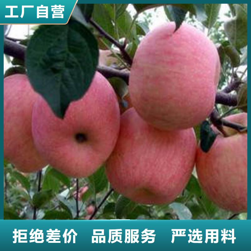 红富士苹果嘎啦苹果专注品质