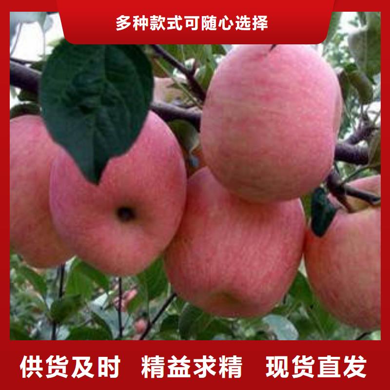 【红富士苹果品质可靠】