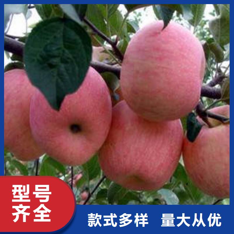 红富士苹果_嘎啦苹果价格低