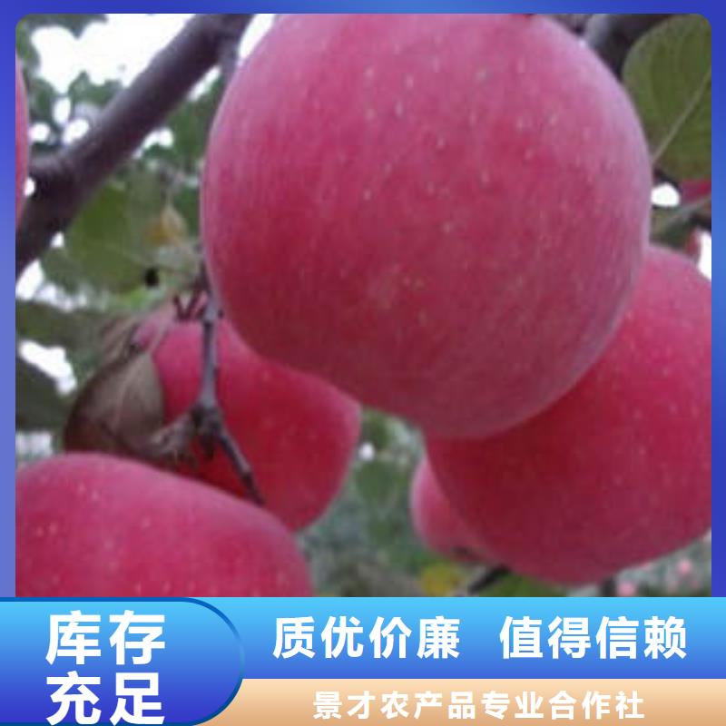 红富士苹果嘎啦苹果品质保证