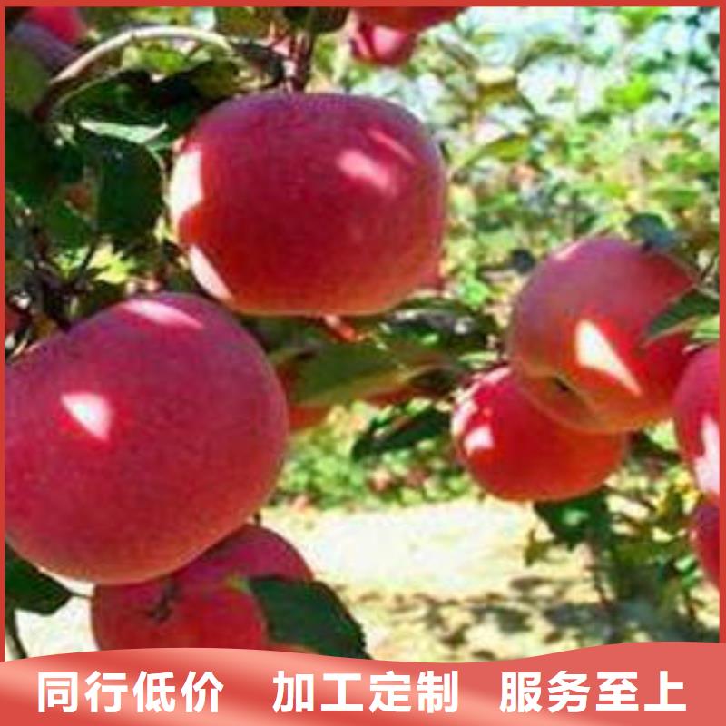 红富士苹果嘎啦苹果支持大小批量采购