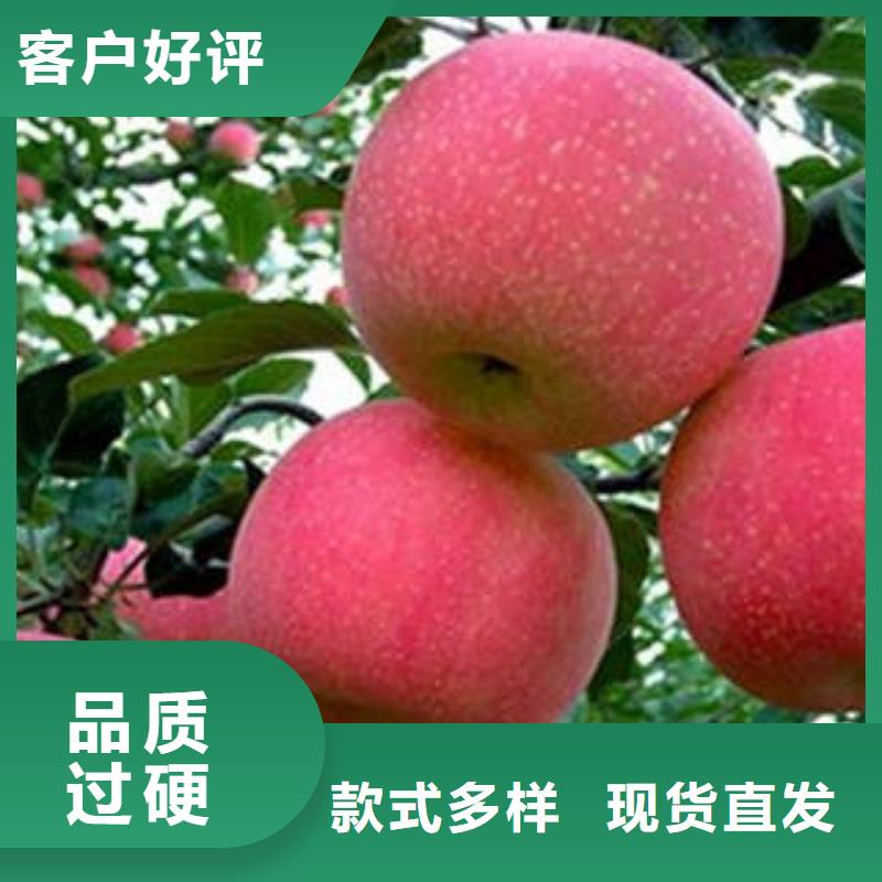 红富士苹果嘎啦苹果专注品质