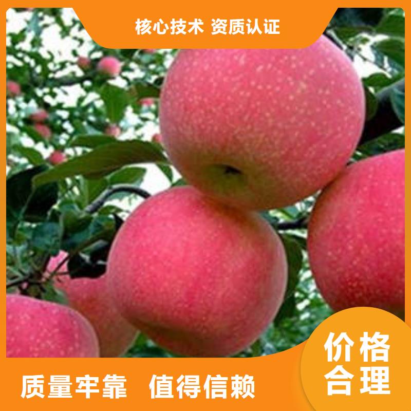 红富士苹果【嘎啦苹果】自产自销
