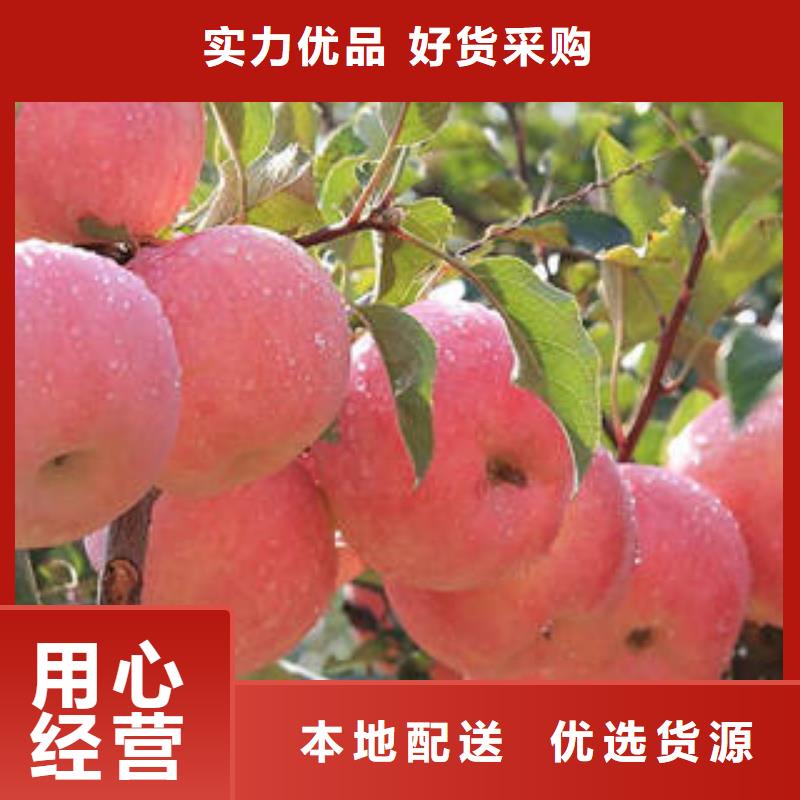 红富士苹果【嘎啦苹果】自产自销