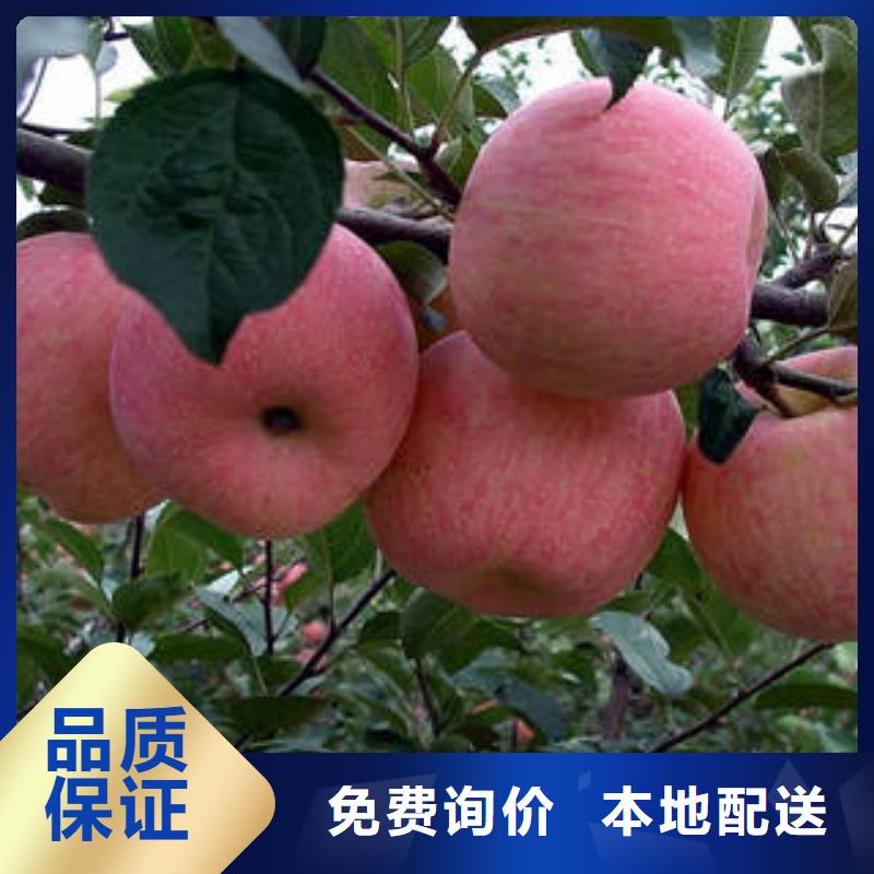 红富士苹果,苹果种植基地厂家直营