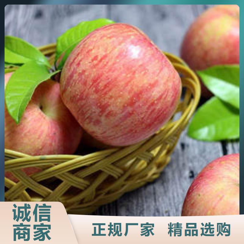 红富士苹果嘎啦苹果经销商