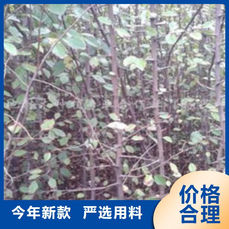 梨树苗桃树苗货源足质量好
