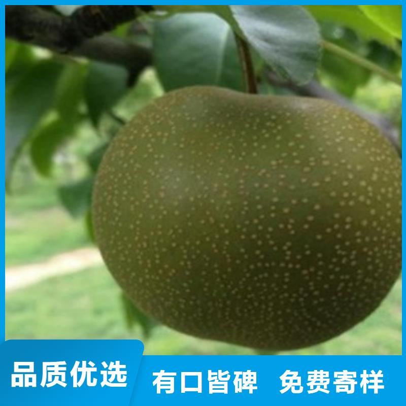 梨树苗桃树苗货源足质量好