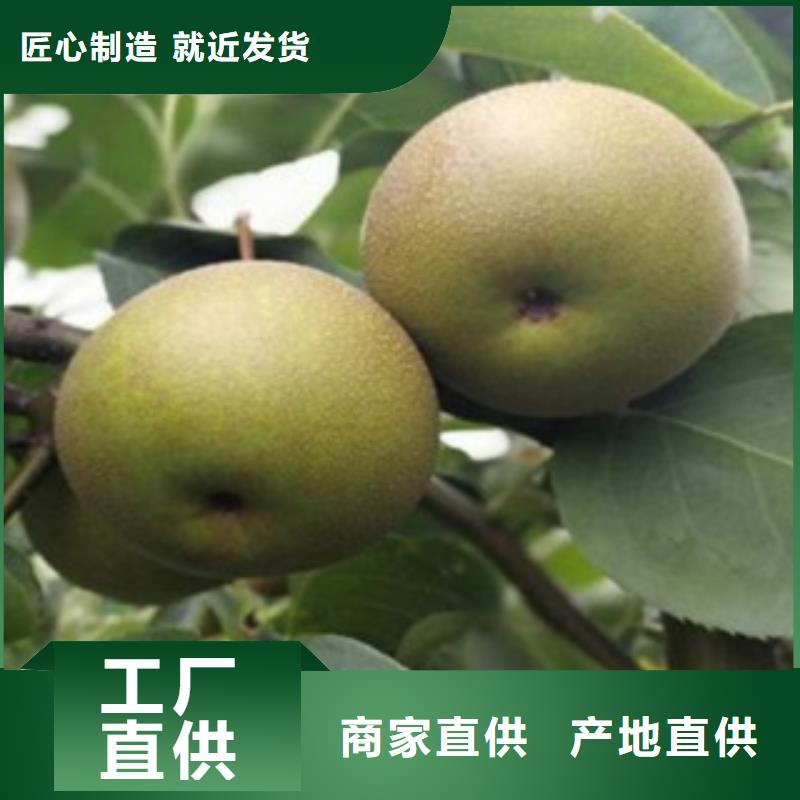 梨树苗桃树苗货源足质量好