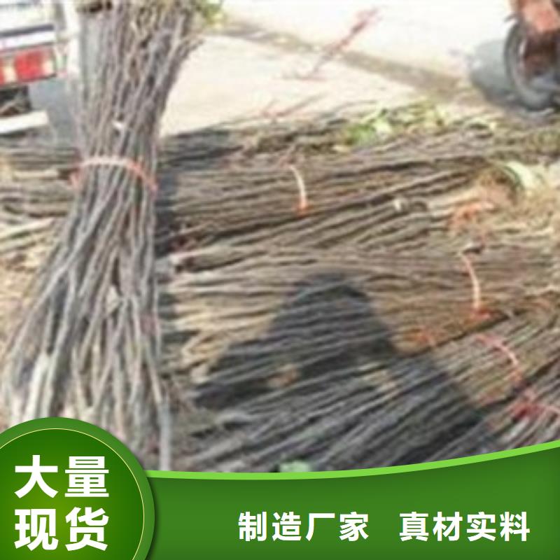 梨树苗板栗苗选择大厂家省事省心