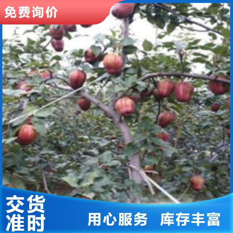 梨树苗板栗苗选择大厂家省事省心