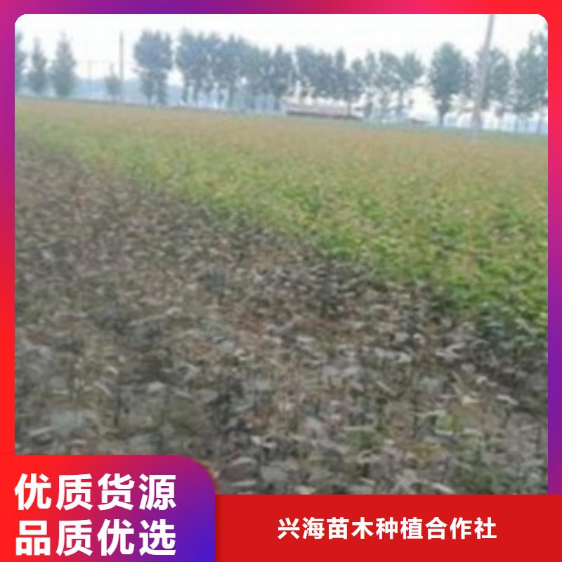 梨树苗厂家现货批发
