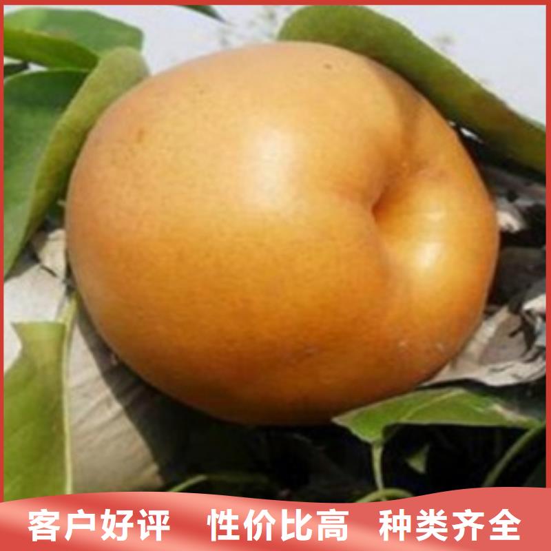 梨树苗桃树苗货源足质量好