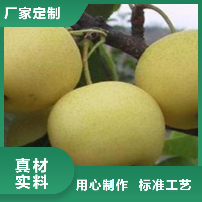 梨树苗厂家现货批发