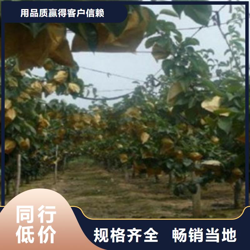 梨树苗板栗苗选择大厂家省事省心