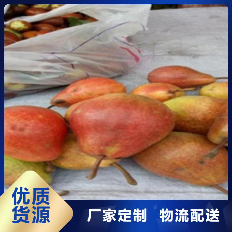 梨树苗板栗苗选择大厂家省事省心