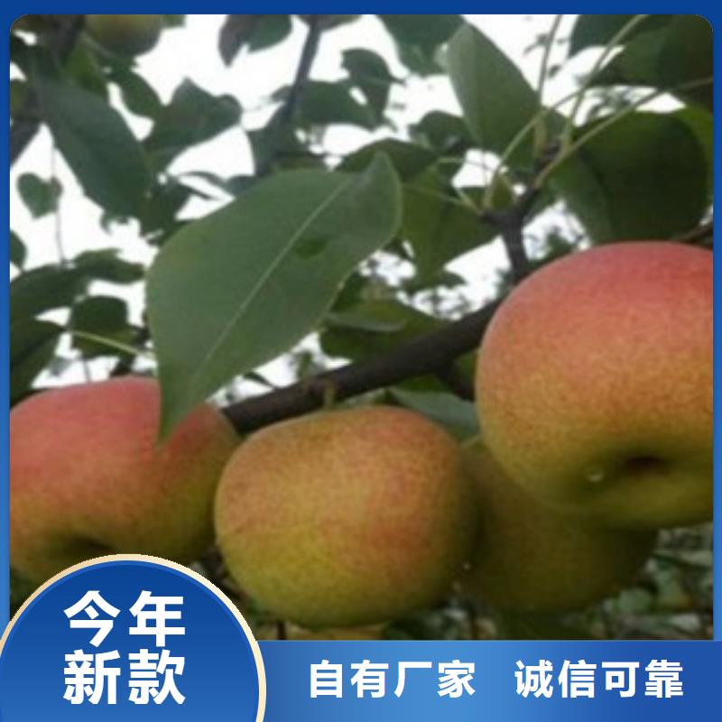 梨树苗厂家现货批发