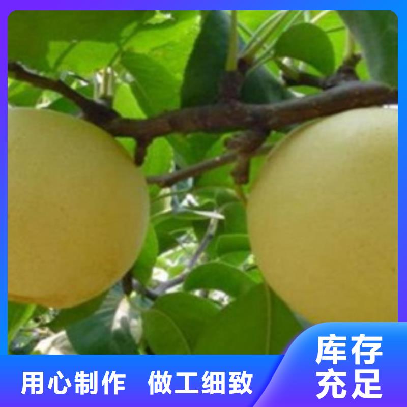 梨树苗板栗苗选择大厂家省事省心