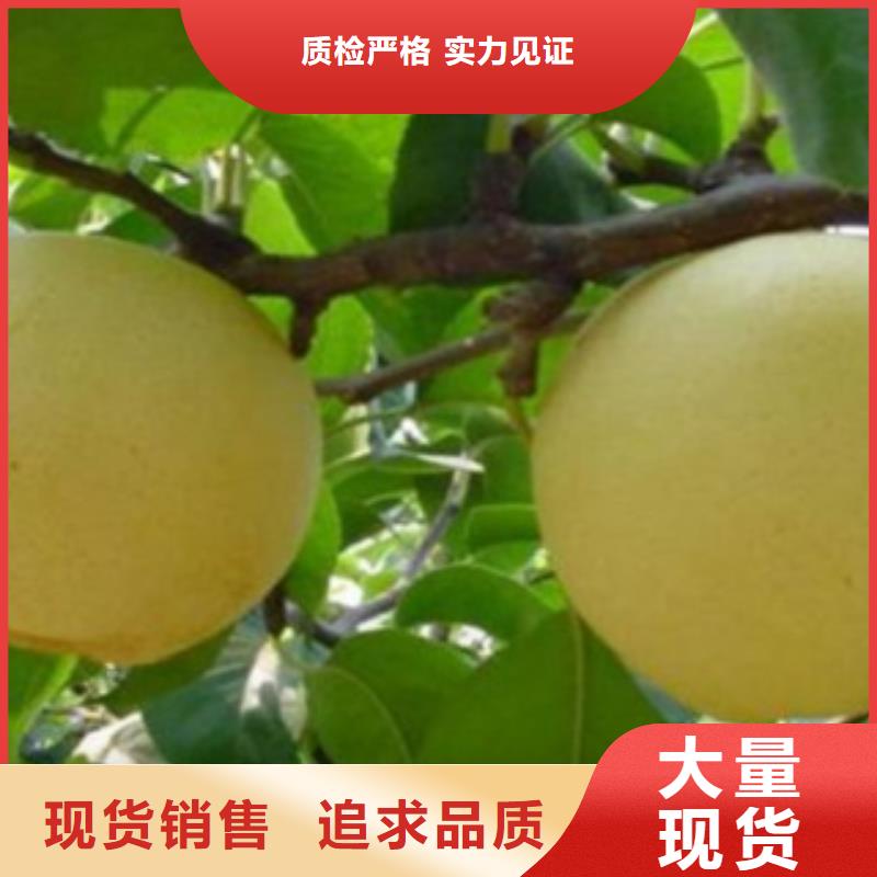 梨树苗厂家现货批发
