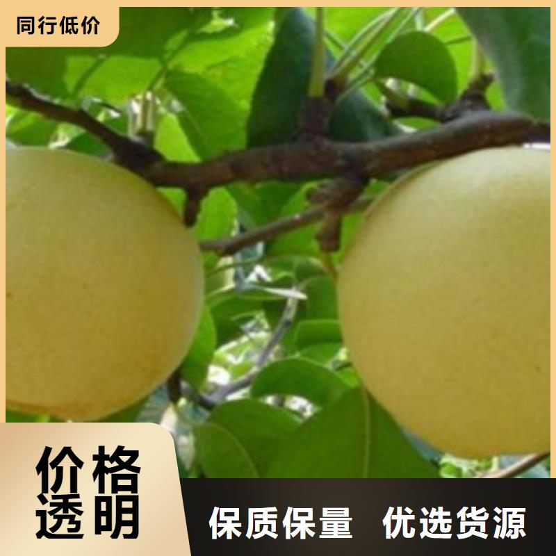 梨树苗桃树苗货源足质量好