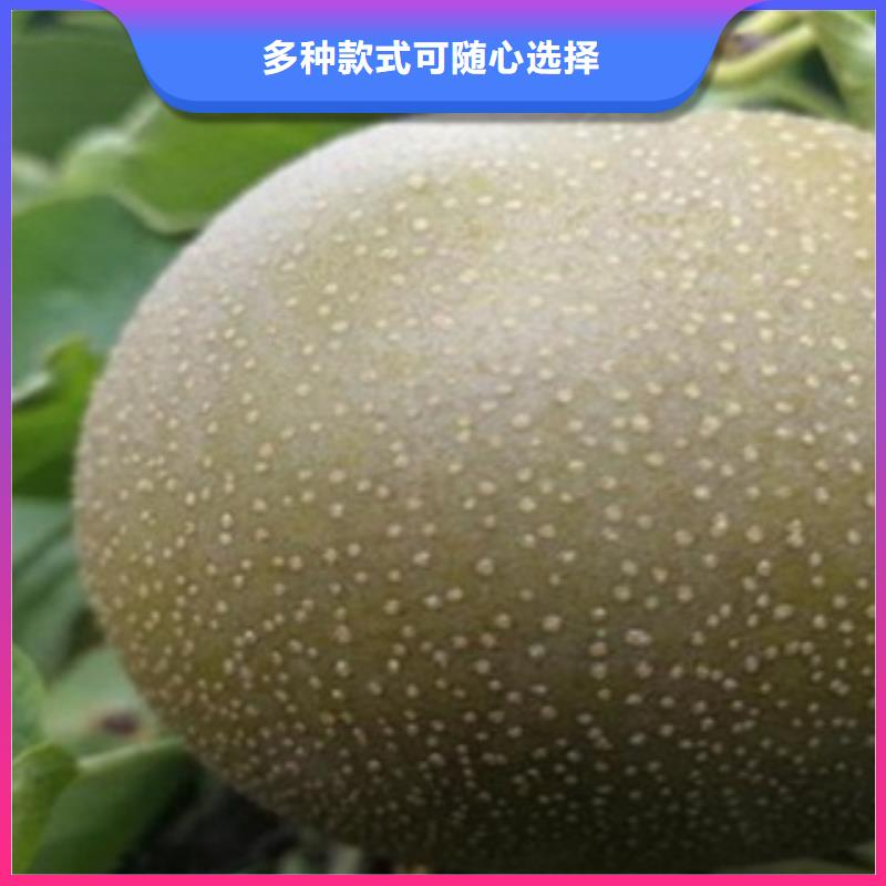 梨树苗厂家现货批发